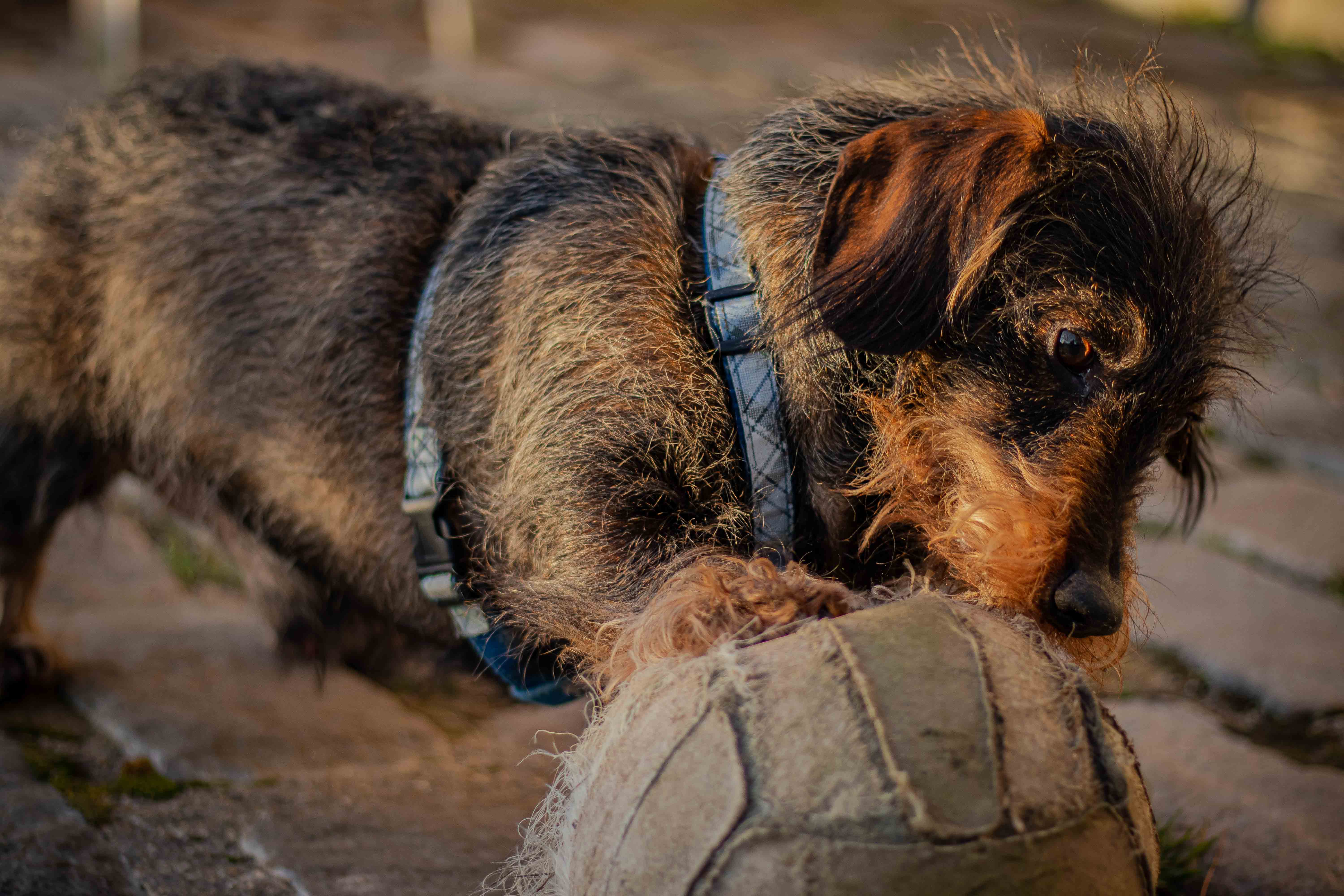 Photo d'un teckel à poil dur avec la patte droite sur un ballon beige